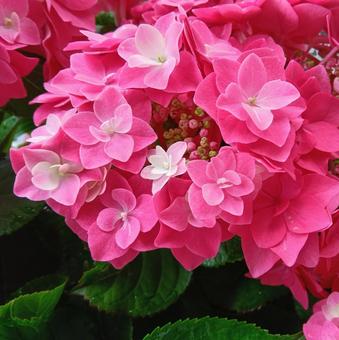 Pink hydrangea, JPG