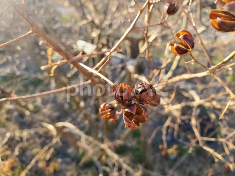 木の実 雑草,草,茶色の写真素材