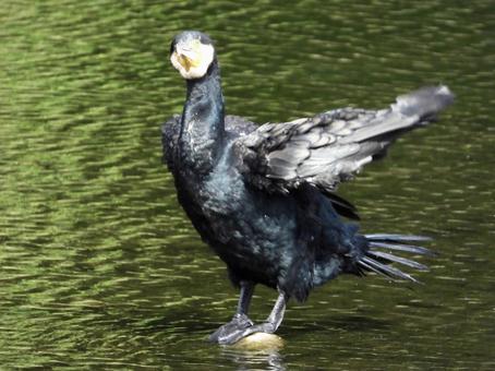 羽を振るうカワウ 羽を振るうカワウの写真