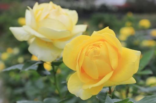 黄色いバラの花のアップ（伊豆の踊子） バラ,薔薇,ばらの写真素材