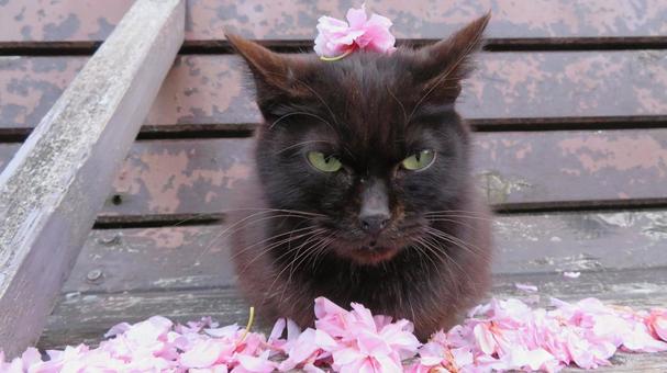 散った桜の花弁でお洒落してくれた黒猫 散った桜の花弁でお洒落してくれた黒猫の写真