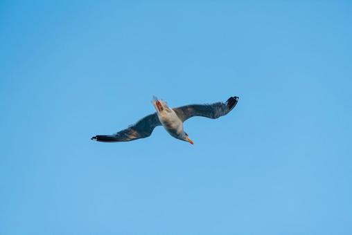 大空を優雅に舞うセグロカモメ 大空を優雅に舞うセグロカモメ セグロカモメ,渡り鳥,冬鳥の写真素材