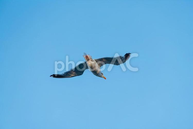 大空を優雅に舞うセグロカモメ セグロカモメ,渡り鳥,冬鳥の写真素材