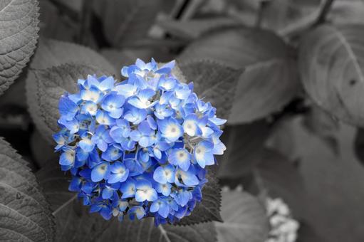 雨上がりの鮮やかな紫陽花 雨上がりの鮮やかな紫陽花の写真