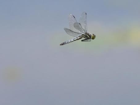 コフキトンボの飛翔⑩ コフキトンボの飛翔⑩ 蜻蛉,トンボ,昆虫の写真素材
