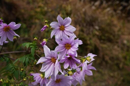 皇帝ダリア 皇帝ダリア,木立ダリア,秋の花の写真素材