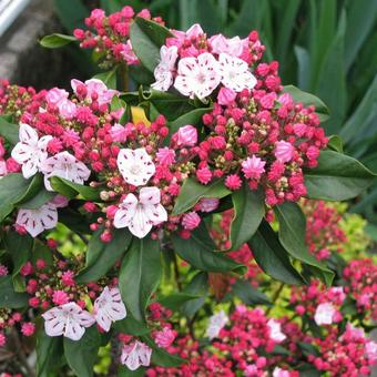 アメリカシャクナゲ アメリカシャクナゲ,亜米利加石楠花,亜米利加石南花の写真素材