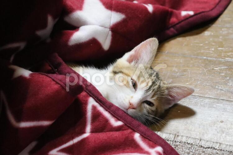 うたた寝する仔猫 猫,睡眠,子猫の写真素材
