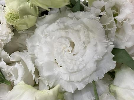 花(トルコキキョウ) 花(トルコキキョウ)の写真