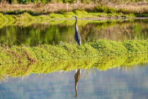 ムラサキサギ ムラサキサギ ムラサキサギ,サギ,鳥の写真素材