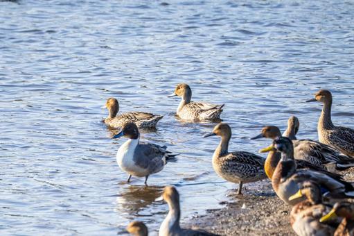 オナガガモの群れ⑸ カモ,オナガガモ,群れの写真素材
