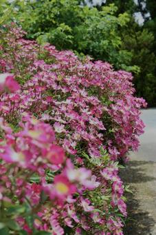 満開のノイバラ 満開のノイバラ ノイバラ,バラ,薔薇の写真素材