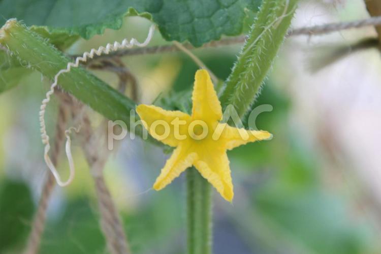 家庭菜園のきゅうりの花 きゅうり,花,家庭菜園の写真素材