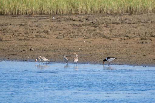 ミヤコドリとオオソリハシシギ⑴ ミヤコドリとオオソリハシシギ⑴の写真