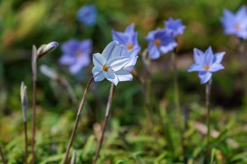 野原に咲くニラの花 野原に咲くニラの花の写真