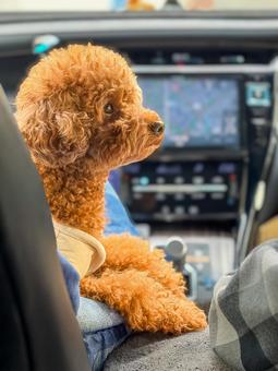 車でお出かけするトイプードル 動物,犬,コンパニオンアニマルの写真素材
