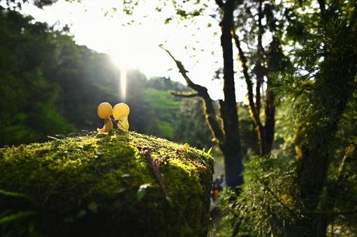 屋久島に住む森の精霊と日差し 屋久島に住む森の精霊と日差しの写真