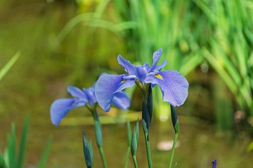 はなしょうぶ はなしょうぶ 花菖蒲,花,初夏の写真素材