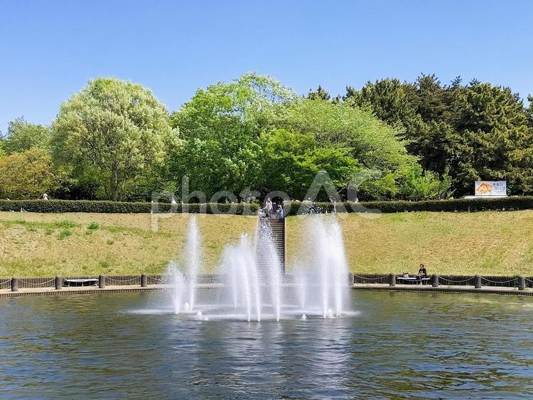 ひたち海浜公園　西池の噴水 国営ひたち海浜公園,西池,噴水の写真素材