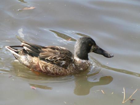 池の水面をすいすい泳ぐハシビロガモ 池の水面をすいすい泳ぐハシビロガモの写真