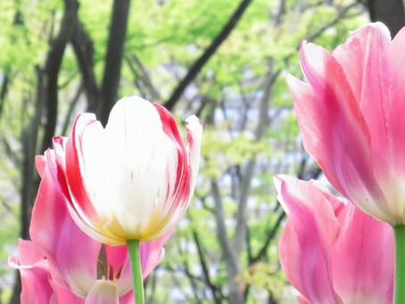 チューリップ チューリップの写真