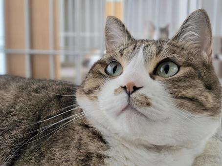 Cat relaxing in a cage, JPG Cat relaxing in a cage, JPG