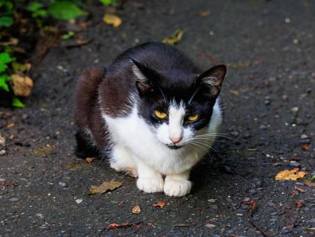 上目使いでこちらを睨む野良猫さんです。 上目使いでこちらを睨む野良猫さんです。の写真