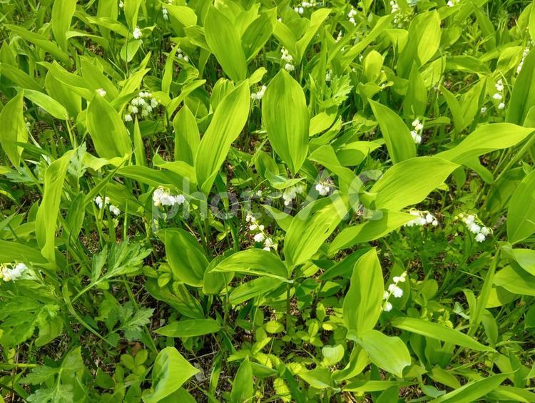 すずらん　北海道　平取町　芽生　群生地 すずらん,スズラン,鈴蘭の写真素材