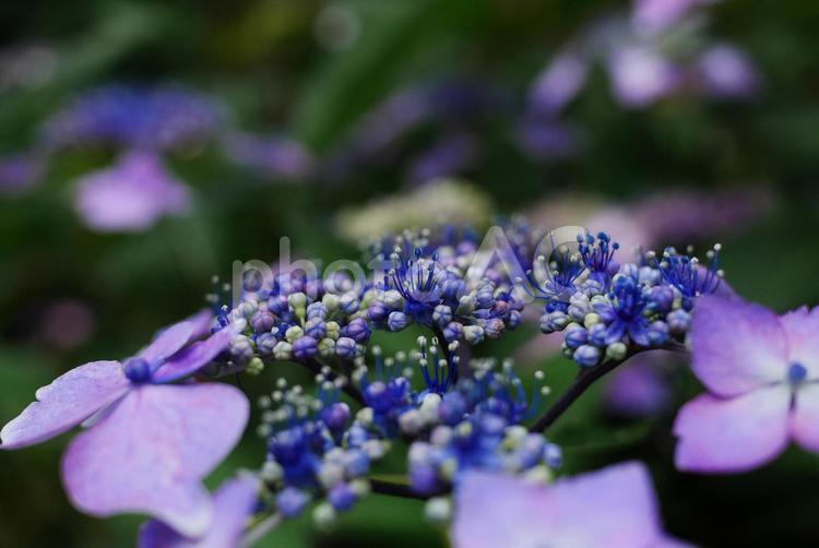 ヤマアジサイのマクロ写真 アジサイ,花,紫の写真素材