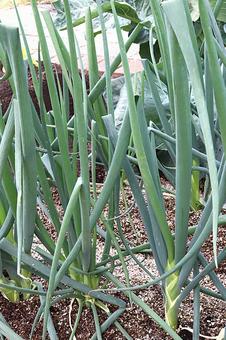 九条ネギ ネギ,九条ネギ,京都の写真素材