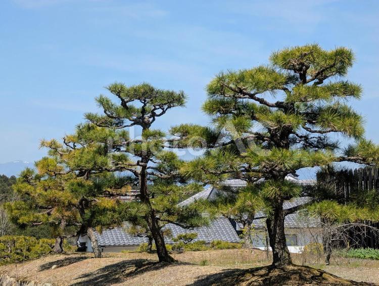 松の木と青い空 松,木,針葉樹の写真素材