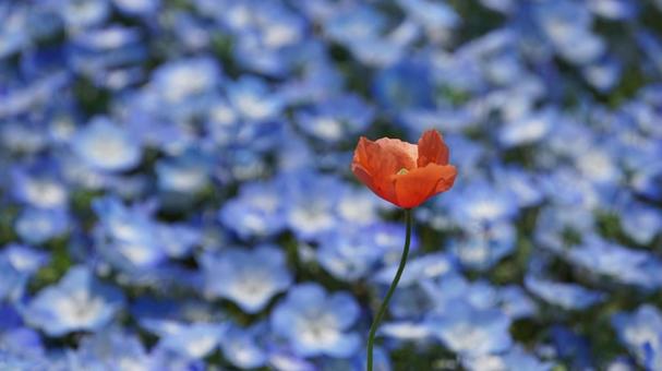 ネモフィラの中の赤い花 ネモフィラ,ポピー,バックグラウンドの写真素材