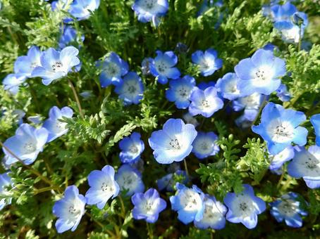 Nemophila (Blue-and-white arabesque), JPG