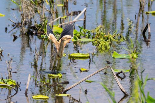 Photo, bird, yellow bittern, wild bird, 