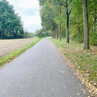 散歩道 森,散歩道,まっすぐの写真素材
