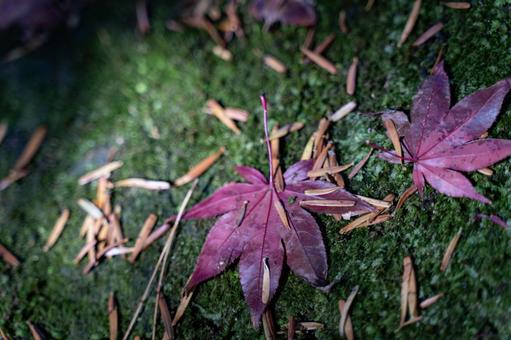 紅葉の写真