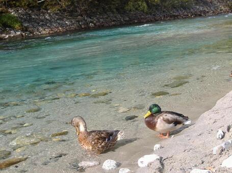 カモのつがいの写真