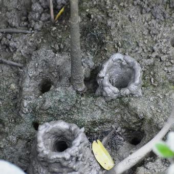 ミナミトビハゼの巣穴 (Okinawa) ミナミトビハゼの巣穴 (Okinawa)の写真
