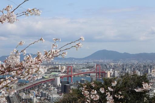 高塔山公園 桜 高塔山公園 桜の写真