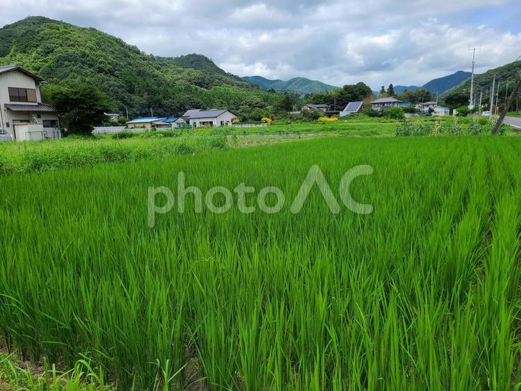 田舎の田園風景 田舎,田園,風景の写真素材