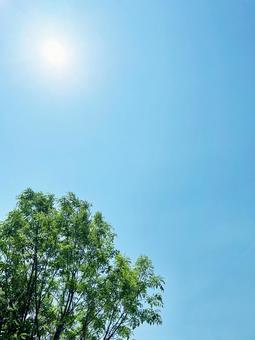 Clear blue sky, sun and trees, JPG Clear blue sky, sun and trees, sky, empty background, clear weather, JPG