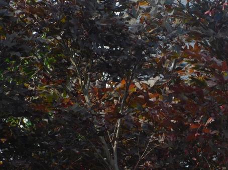 紅葉? 紅葉?の写真