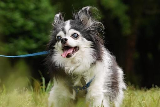 お散歩チワワ お散歩チワワ 犬,チワワ,可愛い犬の写真素材