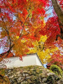 西教寺の紅葉 もみじ,秋,西教寺の写真素材