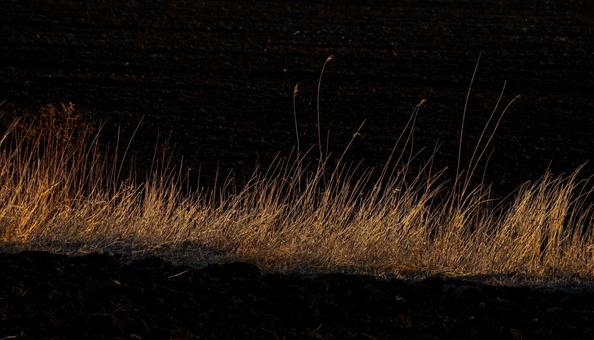 Dead grass shining in the morning sun, JPG Dead grass shining in the morning sun, JPG