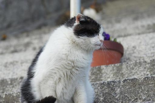 ねこ のらねこ,にゃんこ,可愛いの写真素材