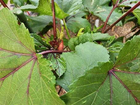 オクラの実 オクラの実 夏野菜,野菜,オクラの写真素材