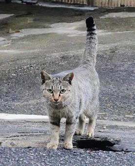 自信に満ちている 猫,動物,風景の写真素材