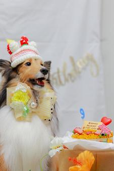 シェルティ シェルティ シェルティ,ペット,犬の写真素材