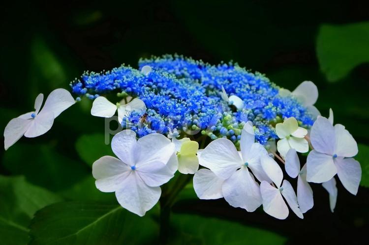 美しいブルーのアジサイ 植物,花,紫陽花の写真素材